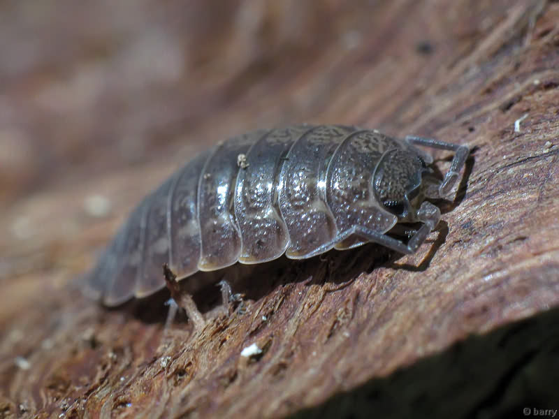 Porcellio scaber Latreille, 1804